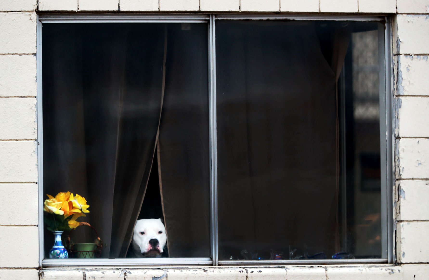 020520_DoginWindow001_bjs.JPG